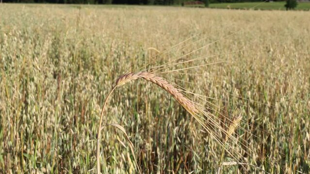 Straw of rye growing in an oat field moving in the wind