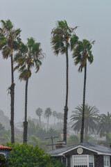 Fototapeta premium CALIFORNIA, USA - NOVEMBER 29, 2019: tall palm trees in single storey america during strong wind and rain in San Diego California