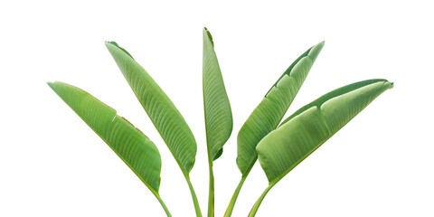 Green Leaves of Bird of Paradise Plant Isolated on White Backgro