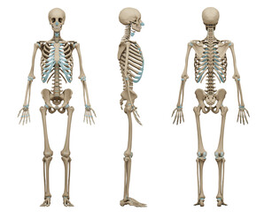 3d rendered medically accurate illustration of a human skeleton.