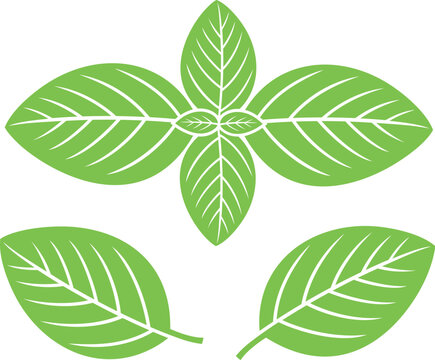 Basil logo. Isolated basil on white background