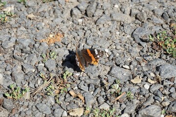 Motyl siedzi na ziemi © Adam