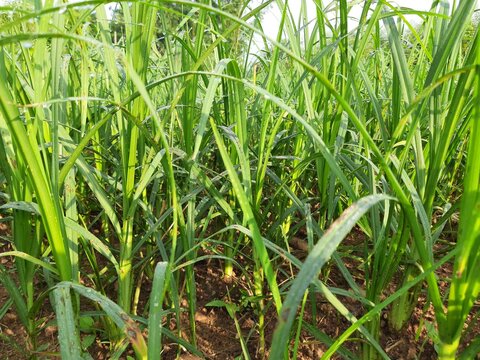 Eleusine coracana or finger millet plants. It is called Ragi and madua in India and Kodo in Nepal. It  is an annual herbaceous plant. Its widely grown as a cereal crop in the in Africa and Asia.