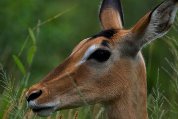Close-up of juvenile impala ewe (Aepyceros melampus) in impala creche, Pilanesberg National Park,...