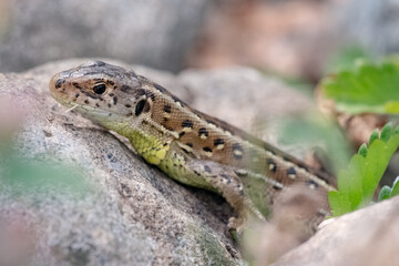 Zauneidechse (weiblich)