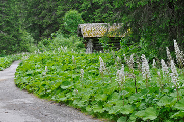 Fototapete bei efototapeten.de bestellen   