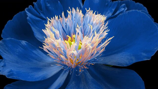 Beautiful blue peony flower blooming on black background. Mothers Day concept. Holiday, love, birthday design backdrop