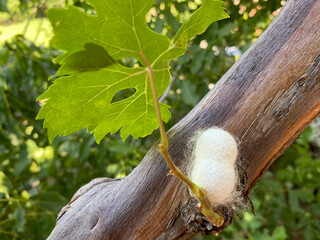 one cocoons on the grape tree, a white cocoon selective focus.