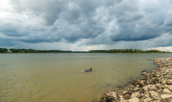 Close wide angle of dolphin