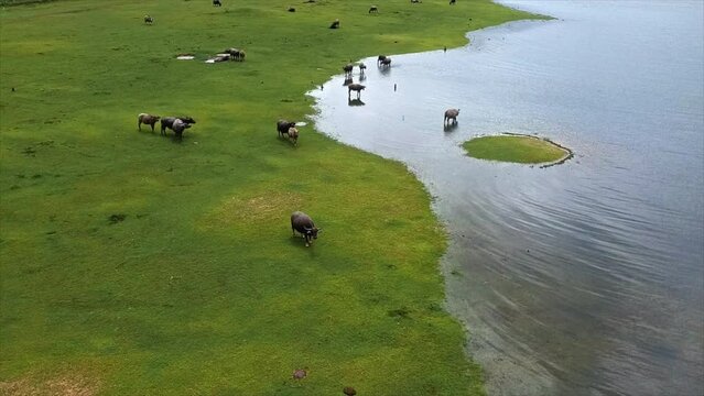 drone video Meadow by the dam where many herds of buffalo are grazing.