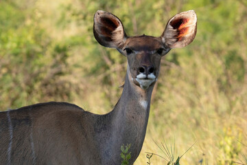 Alert greater kudu cow (Tragelaphus strepsiceros) displays her large distinctive ears with their pink interior, Karoo National Park, Western Cape.