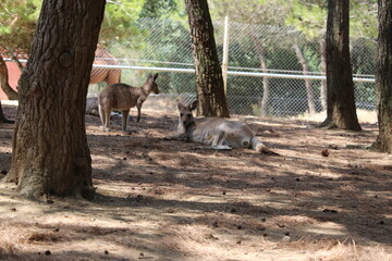 kangourou au zoo