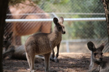 kangourou