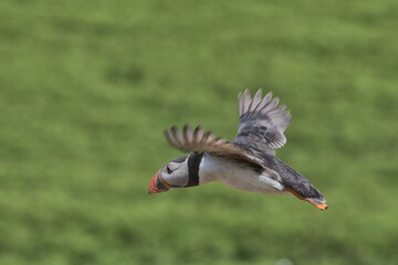 Atlantic Puffin in flight with a green background on Skomer island.