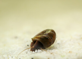 Eine Posthornschnecke im Aquarium. Ihr Gehäuse ist geformt wie ein Posthorn. 