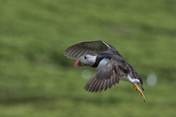 Atlantic Puffin in flight with a green background on Skomer island.