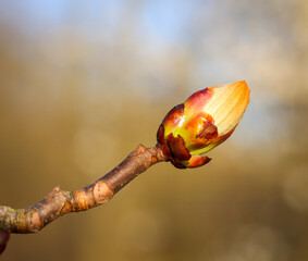 Eine Nahaufnahme eines Sproßes eines Baumes im Frühjahr.