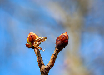 Eine Nahaufnahme eines Sproßes eines Baumes im Frühjahr.