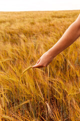 female hand holding ripe spikelet of wheat growing in an agricultural field Harvesting