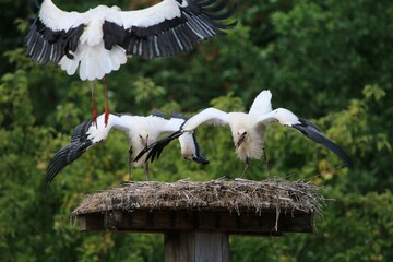 Closeup shot of white storks (Ciconia ciconia) perched on the nest