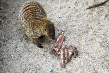 Eine Art Nasenbär beim fressen von Fleischresten.

