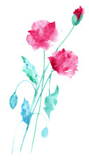 Watercolor poppies. Two pink field poppies on a white background