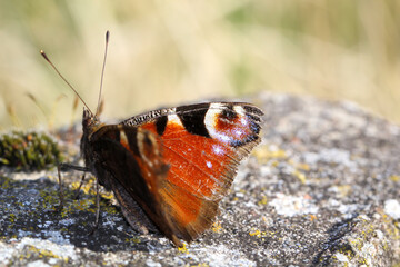 Nahaufnahme eines Tagpfauenauge. Schöner Schmetterling Deutschlands.
