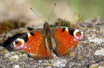 Nahaufnahme eines Tagpfauenauge. Schöner Schmetterling Deutschlands.
