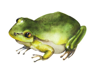 Watercolor tree frog Hyla arborea. Green frog on a white background