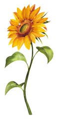 Watercolor sunflower. Yellow bright big sunflower with stems and leaves on a white background