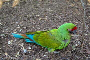Papagei in einer Voliere. Papageienvögel mit schönen Gefieder.
