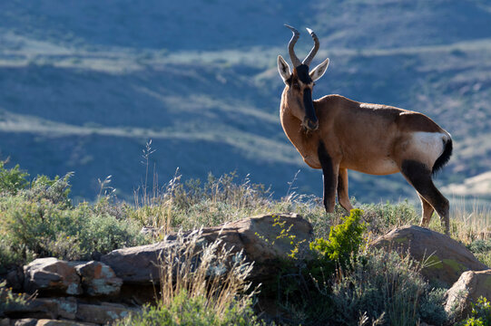Observant red hartebeest bull (Alcelaphus caama) stood on rocky promontory in the Karoo National Park, Western Cape.
