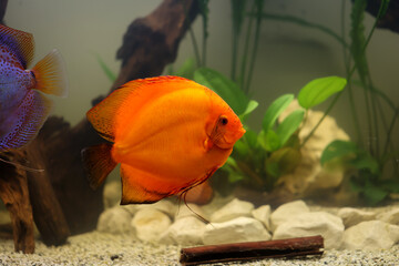 Portrait eines schönen farbigen Diskus Diskusbuntbarsch in einem Schwarzwasser Aquarium.
