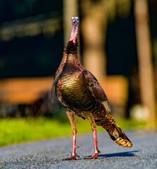 Male Tom Turkey - Meleagris gallopavo osceola - standing tall while facing camera on residential...