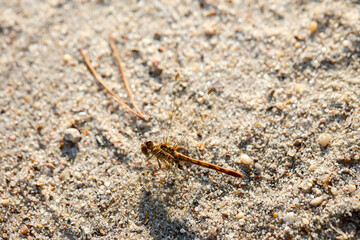 Portrait einer Südliche Heidelibelle im Sommer in der freien Natur.