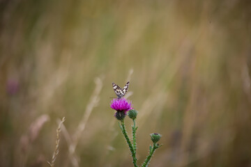 Ein Schmetterling, Schachbrettfalter sitzt auf einer Pflanze.
