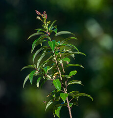 Native Persimmon, American Common Persimmon - Diospyros virginiana - common tree in central Florida and the southern United States. Showing new growth of leaves at top of tree