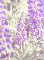 Obraz premium Wild lupines flowers in detail