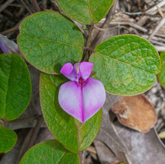 Florida milk pea - Galactia floridana - is characterized by its pretty large bright purple pink flowers and villous stem vestiture, alternate three leaves oblong elliptical in shape