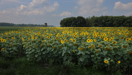 Słonecznik zwyczajny (Helianthus annuus L.) – gatunek rośliny z rodziny astrowatych

Pola...