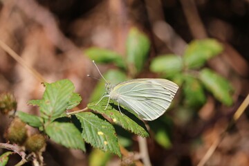 Piéride du chou