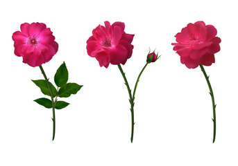 Naklejka premium Red roses. Stems. Beautiful flower. Buds. Floral background. Green leaves. Isolated. Vector.