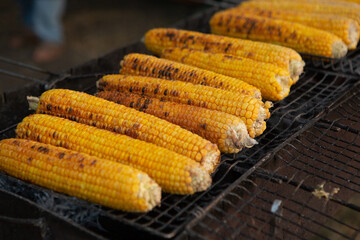 Fresh roasted or grilled corncobs. Grilled Corn for sale on the street.