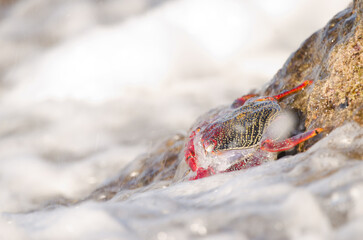 Crab Grapsus adscensionis bathed by a wave. Sardina del Norte. Galdar. Gran Canaria. Canary Islands. Spain.