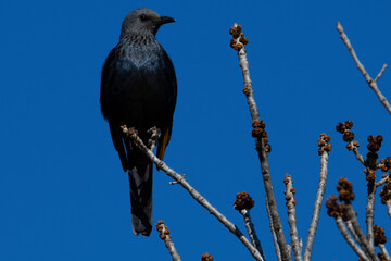 Female red-winged starling (Onychognathus morio) in private garden, Uniondale, Western Cape