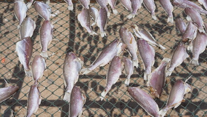 Dried fish on a green net at the Bangsaen, Thailand