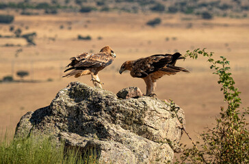 joven aguila imperial en la campiña en verano