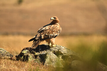joven aguila imperial en la campi&ntilde;a en verano