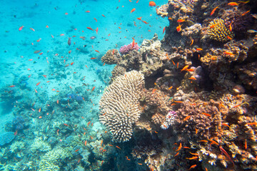 Colorful, picturesque coral reef at the bottom of tropical sea, hard and soft corals, exotic fishes anthias, underwater landscape