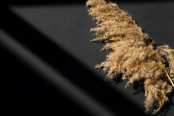 Black background with pampas grass plume and shadows